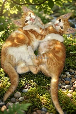 2 chatonnes à adopter gratuitement - 2