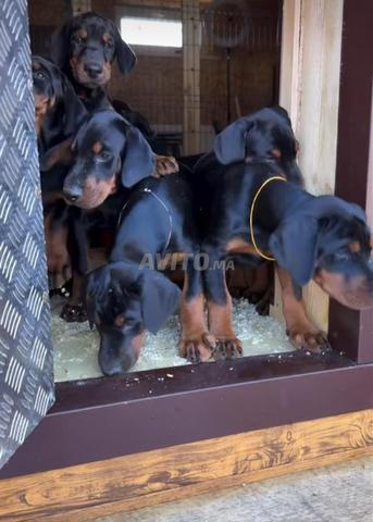 Chiots doberman pedigree ligne de champion