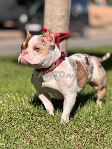 Femelle BULLY pedigree ABR - 2