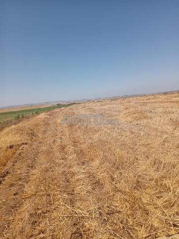 أرض للبيع - 2