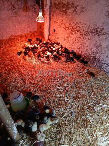 Poulets de race croisée à vendre - 2