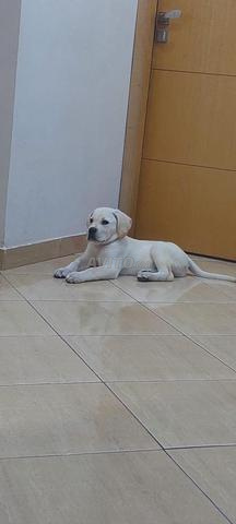 Chiot labrador 2 mois - 2