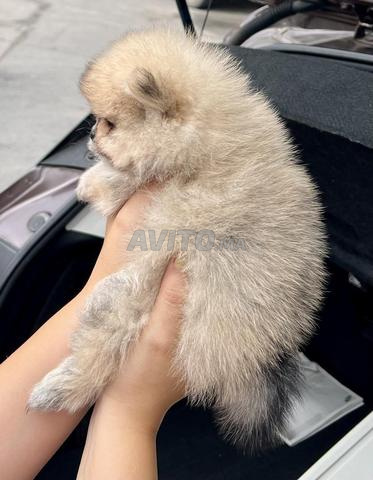 Spitz Pomeranian