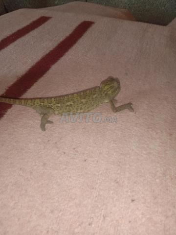 Caméléon à vendre - 2