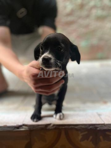 Chihuahua noir - 2