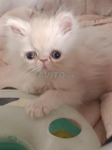 chaton mâle persan - 2