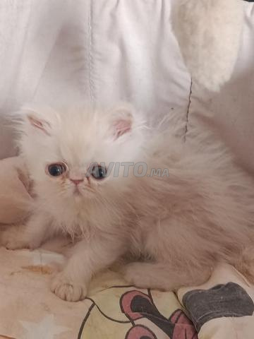 chaton mâle persan