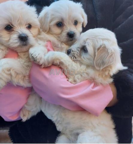 Bichon Maltais - 2