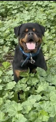 Rottweiler mâle de pure race - 2