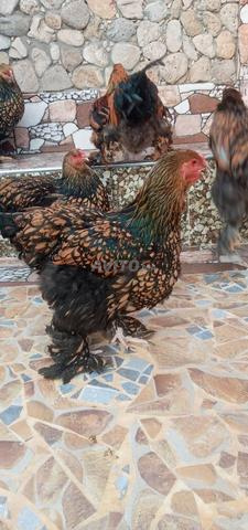 دجاج الزينة وسلالات اللحم والبيض - 2