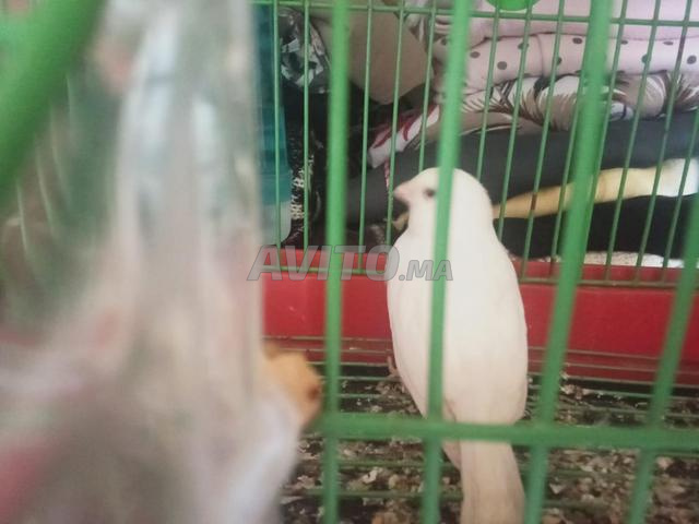 Canari récessif avec cage - 2