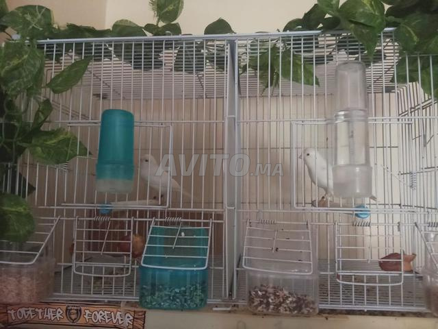Canari récessif avec cage