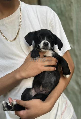 Chihuahua noir à vendre