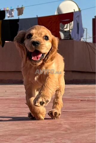 Cocker Spaniel Anglais - 2