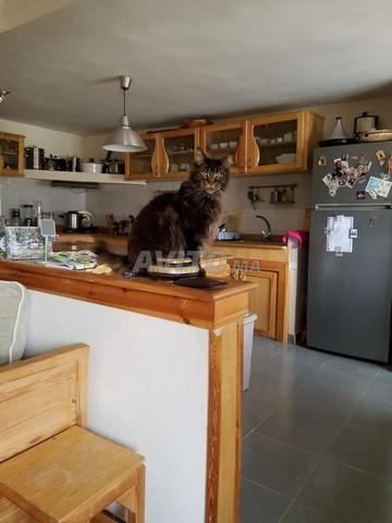 Main Coon 5 ans - 2