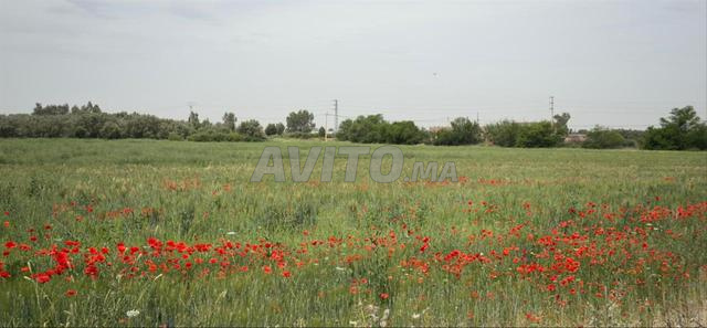 Terrain Titrée À Vendre 11 Hec Km 35 Ait Ourire