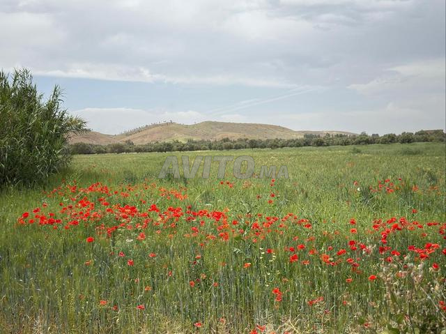 Terrain Titré À Vendre 11 Hectares Km 35 Ait Ourire - 2