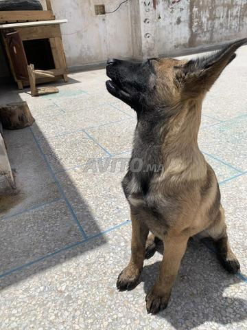 Femelle malinois - 2