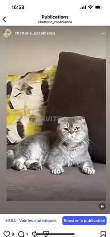 سكوتش فولد - 2