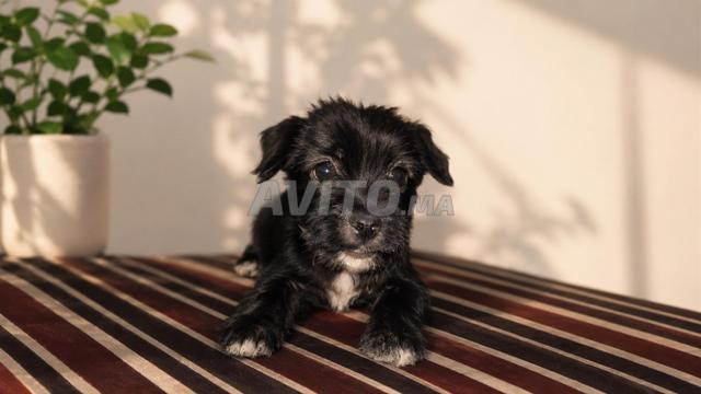 À vendre un mâle noir
