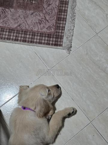 MALE GOLDEN RETRIEVER DE 2 MOIS - 2