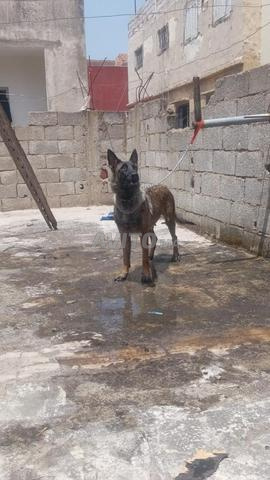 Malinois mâle de 8 mois, pas encore accouplé - 2