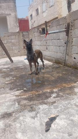 Malinois mâle de 8 mois, pas encore accouplé