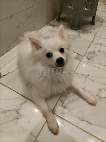 Spitz adorable - 2