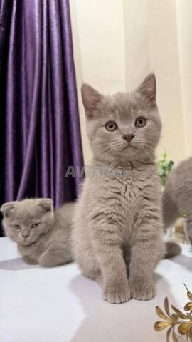 British Shorthair - 2