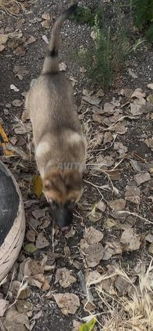 Chiot berger