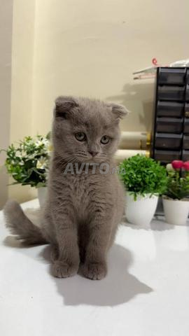 Chatons Scottish fold & British - 2