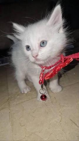 Magnifique chaton angora - 2