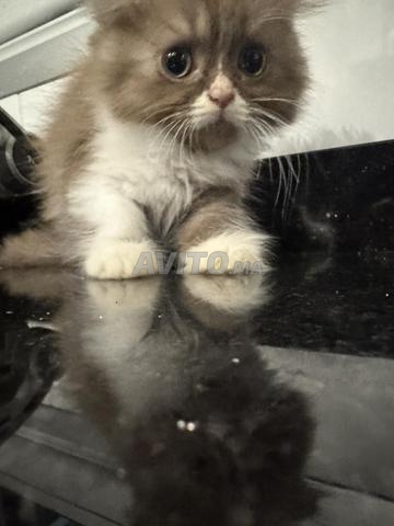 ذكر سكوتش فولد هايلاند متاح - 2