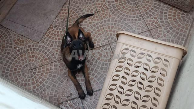 Malinois charboné avec tous les vaccins - 2