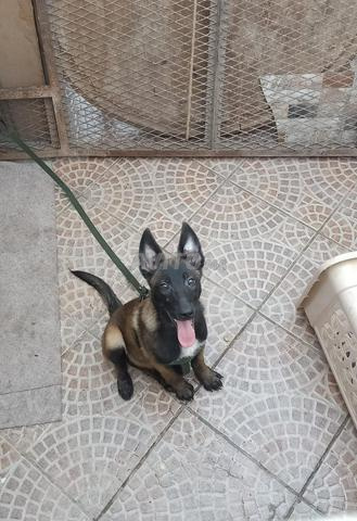 Malinois charboné avec tous les vaccins - 2