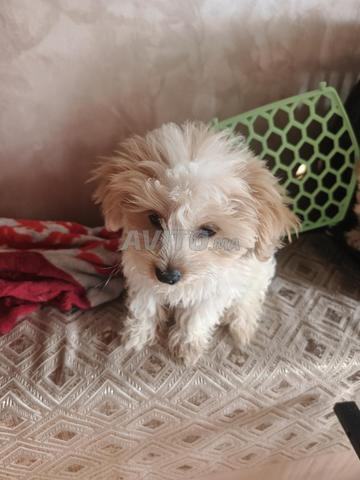 2 femelles Bichon Havanais - 2