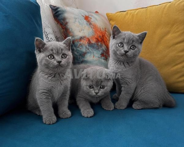 Scottish Fold & Scottish Straight - 2