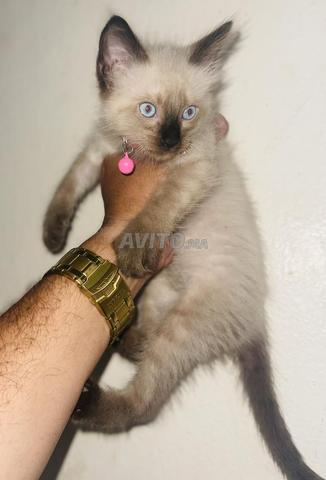Chatons type Siamois