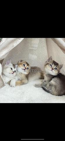Chatons Scottish & British - 2