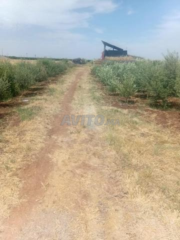 TERRAIN ET FERME TITRE A VENDRE à BENI MELLAL  - 2