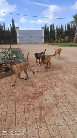 Chiots Malinois de race pure - 2