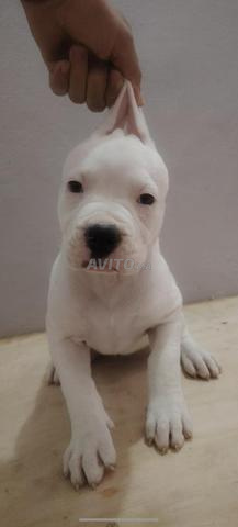 Chiot Dogo Argentino femelle - 2