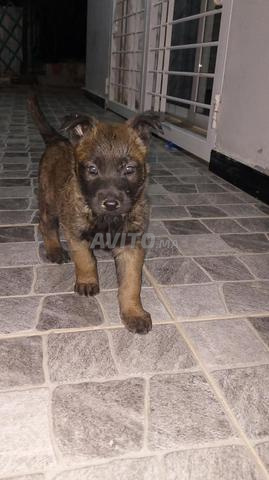 Chiens Malinois Mâle et Femelle (Jumeaux) - 2