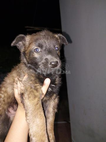 Chiens Malinois Mâle et Femelle (Jumeaux)