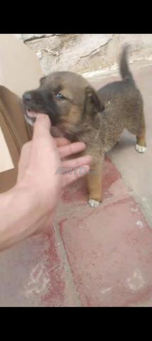 Chiot Malinois - 2