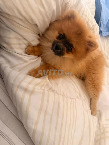 Femelle Pomeranian 3 mois - 2