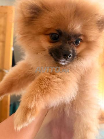 Femelle Pomeranian 3 mois