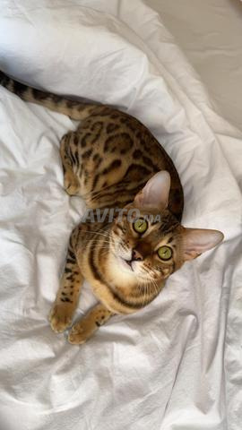 Chat Bengal - 2