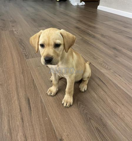 Golden retriever - 2