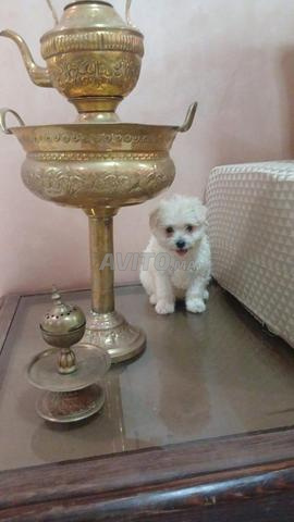 Bichon maltais - 2